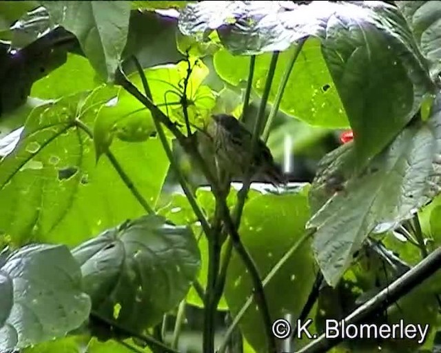 シマムシクイチメドリ（bornensis グループ） - ML201038541