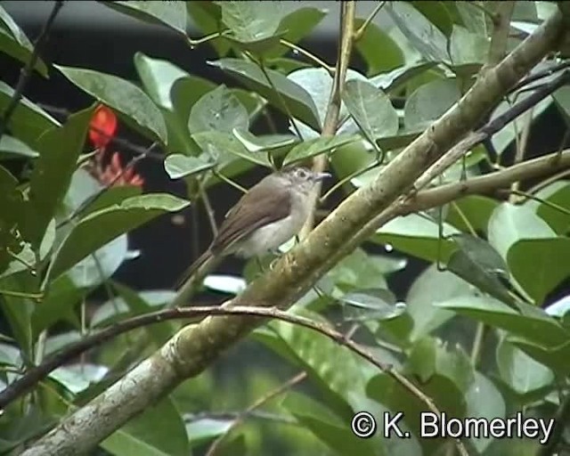 ズグロチャイロチメドリ - ML201038551