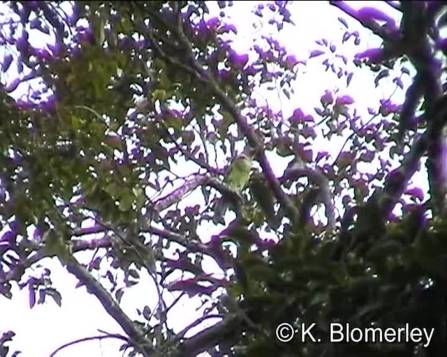 Borneobartvogel - ML201038571