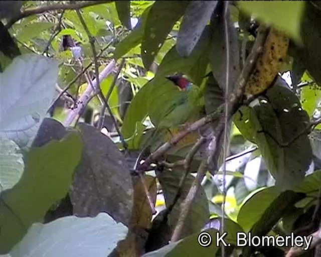 Red-throated Barbet - ML201038581