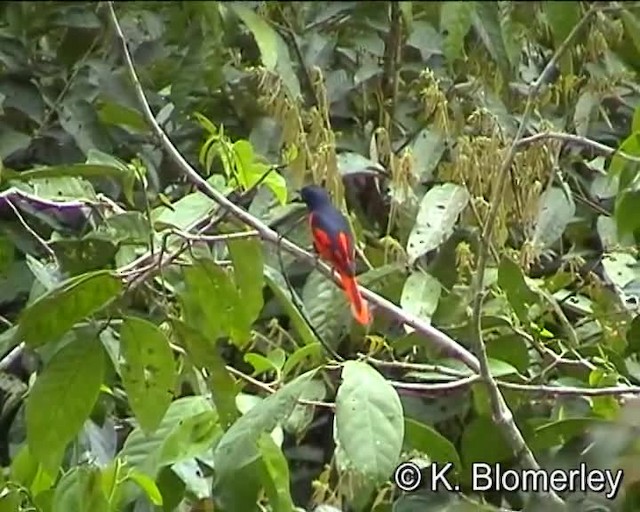 赤紅山椒鳥(speciosus群) - ML201038591