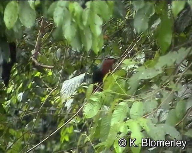 kukačka indonéská - ML201038601