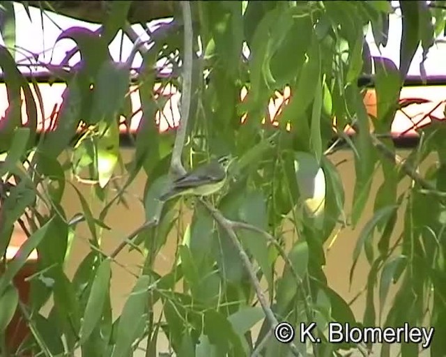 Arctic Warbler - ML201038611