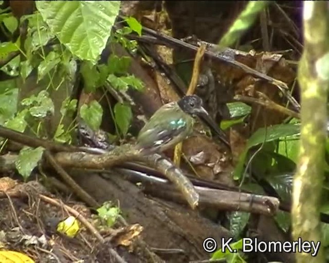 Batılı Kara Başlı Pitta (mulleri/bangkana) - ML201038661