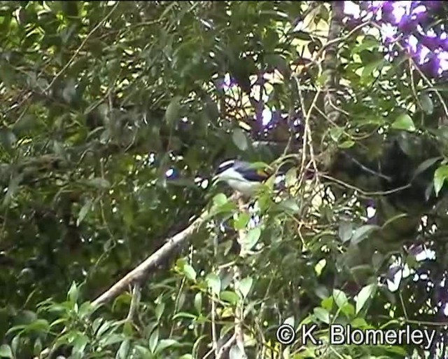 Vireo Alcaudón Cejiblanco (grupo aeralatus) - ML201038681