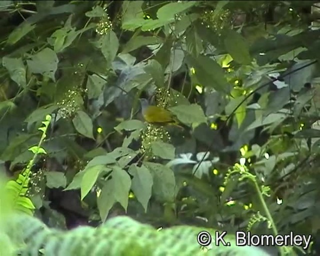 Gray-bellied Bulbul - ML201038691