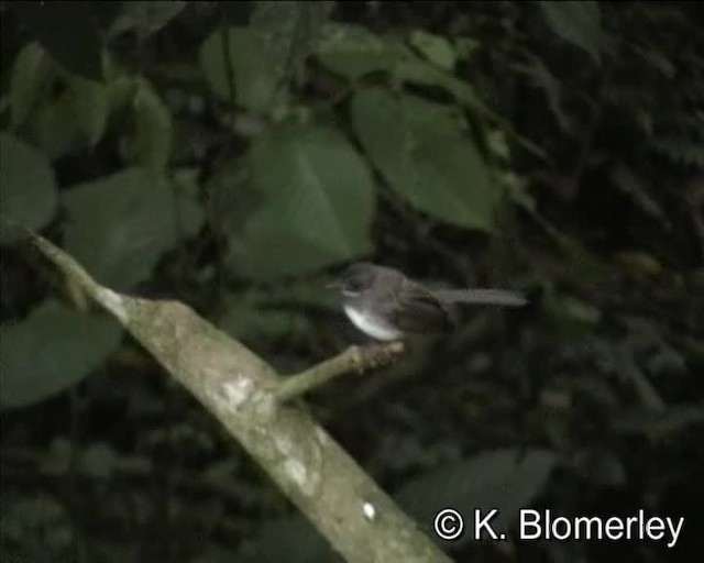 Malaysian Pied-Fantail - ML201038721