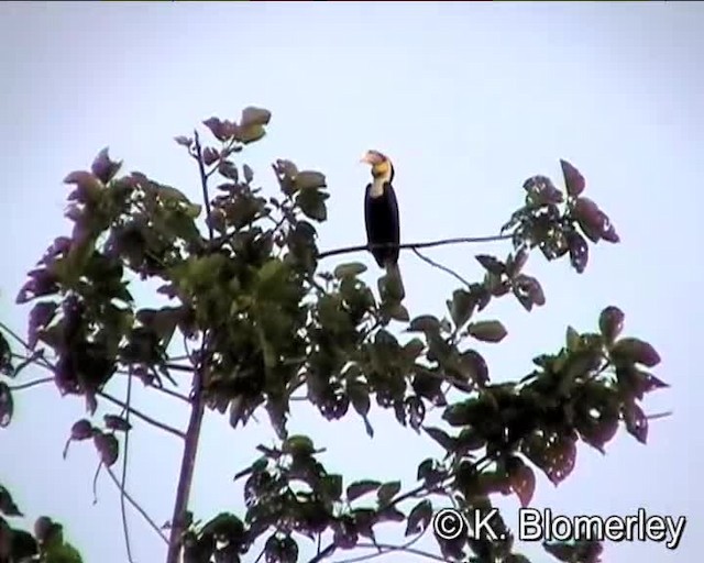 Wreathed Hornbill - ML201038731