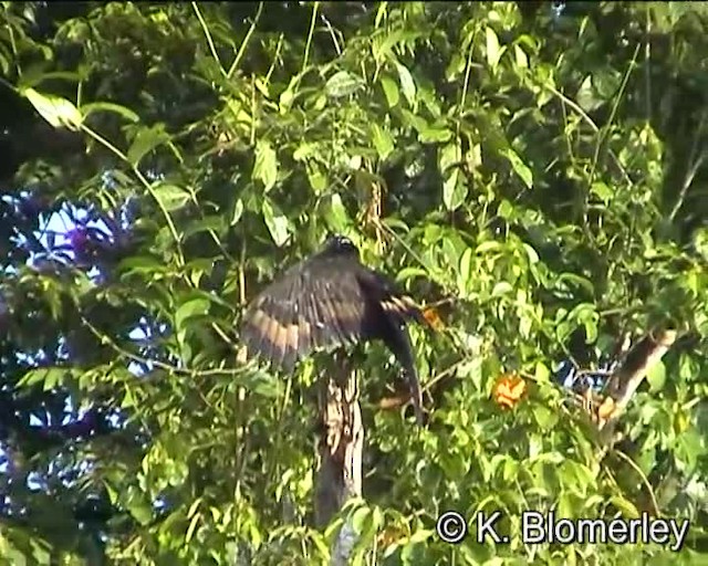 Crested Serpent-Eagle (Crested) - ML201038751