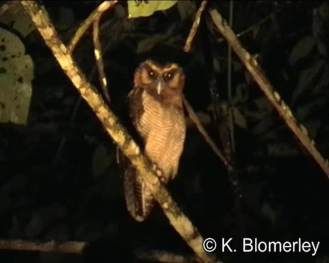 Yazılı Kahverengi Baykuş [leptogrammica grubu] - ML201038771