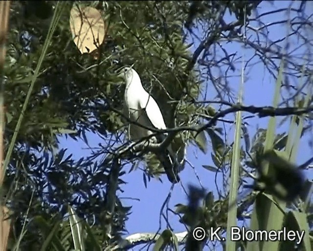 Torresian Imperial-Pigeon - ML201038831