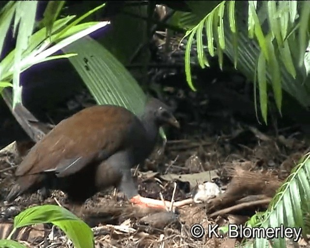 Rotbein-Großfußhuhn - ML201038871