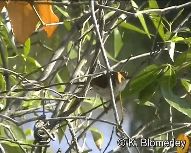 Brown-backed Honeyeater - ML201038921