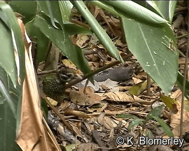 Spotted Catbird - ML201038941