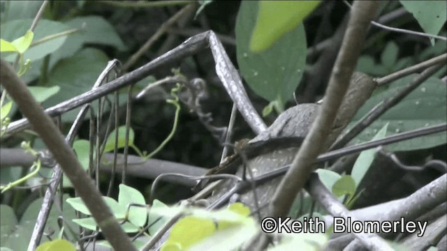 Rufous-breasted Wren - ML201038971