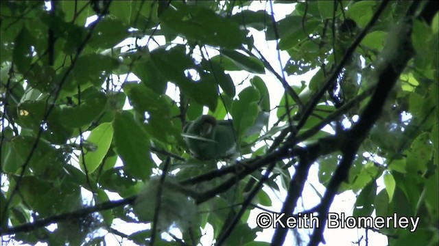 Scarlet-fronted Parakeet - ML201038981