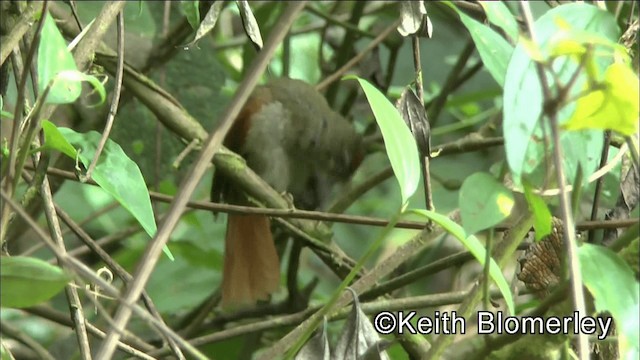 Streak-capped Spinetail - ML201038991