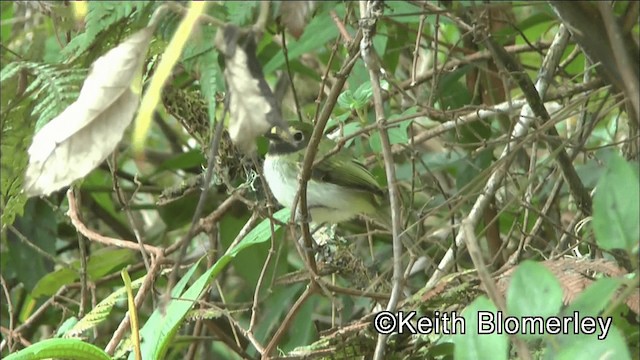 Black-throated Tody-Tyrant - ML201039021