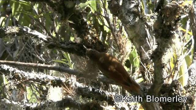 Montane Woodcreeper - ML201039031