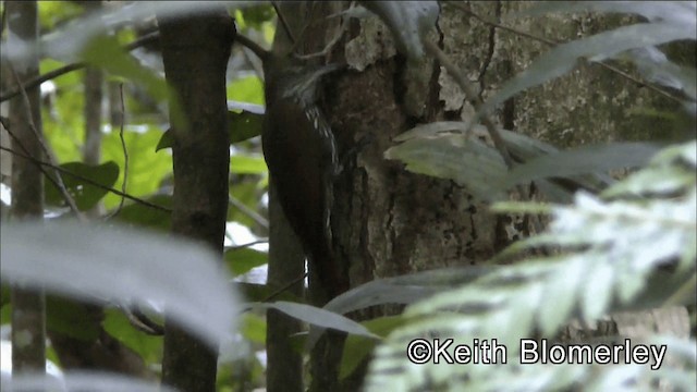 Montane Woodcreeper - ML201039041