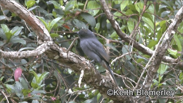 brunkronepiha - ML201039091