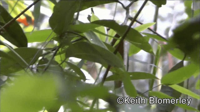 Parker's Antbird - ML201039101