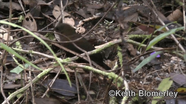 South American Leaftosser (Dusky) - ML201039131