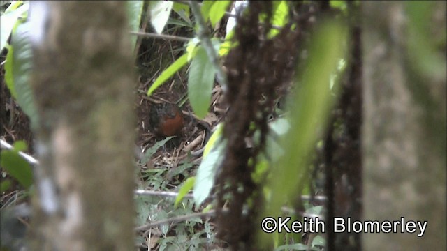 Chestnut Wood-Quail - ML201039141