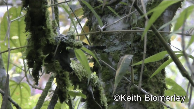 Niceforo's Wren - ML201039151