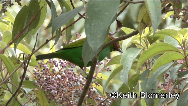 Kızıl Başlı Tangara (viridissima/toddi) - ML201039171