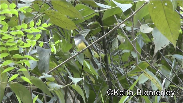 Dusky-capped Flycatcher (lawrenceii Group) - ML201039191