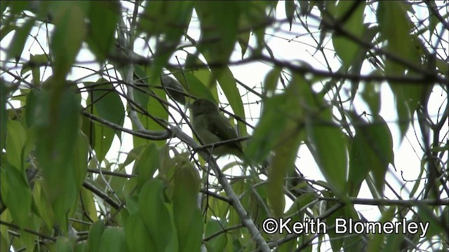 buskvireo (flavipes gr.) - ML201039201