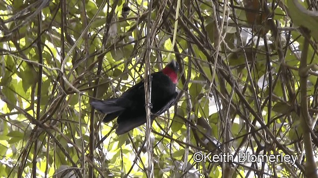 Purple-throated Fruitcrow - ML201039251