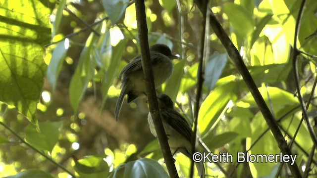 Western Olivaceous Flatbill - ML201039301