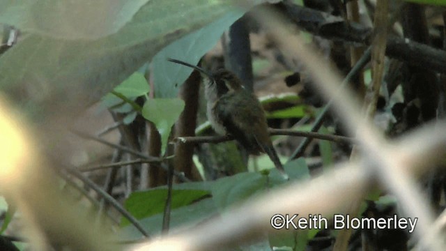 Пестрогорлый колибри-отшельник - ML201039311