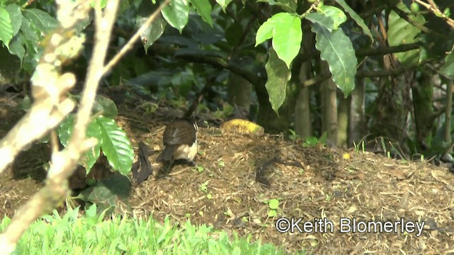 Bicolored Wren - ML201039321