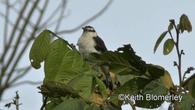 Bicolored Wren - ML201039331