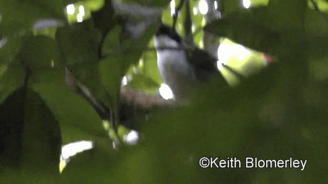 Black-headed Brushfinch - ML201039371