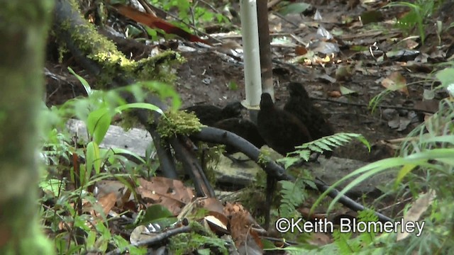 Gorgeted Wood-Quail - ML201039381