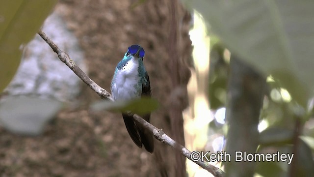 kolibřík andský - ML201039391