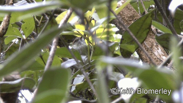 Scale-crested Pygmy-Tyrant - ML201039411