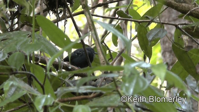 Slaty Antwren - ML201039421