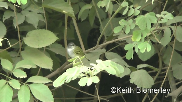 ハイイロハシナガタイランチョウ - ML201039441