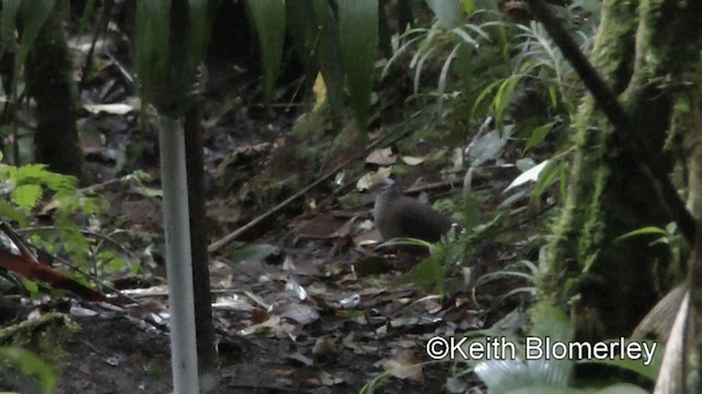 Lined Quail-Dove - ML201039451