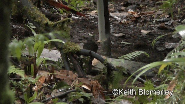 Lined Quail-Dove - ML201039461