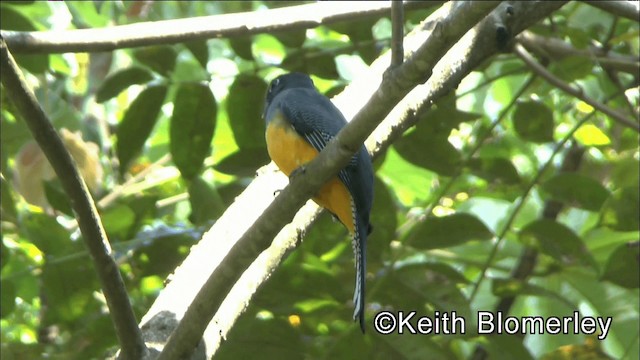 Trogon pattu - ML201039551