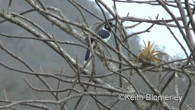 White-tailed Jay - ML201039681