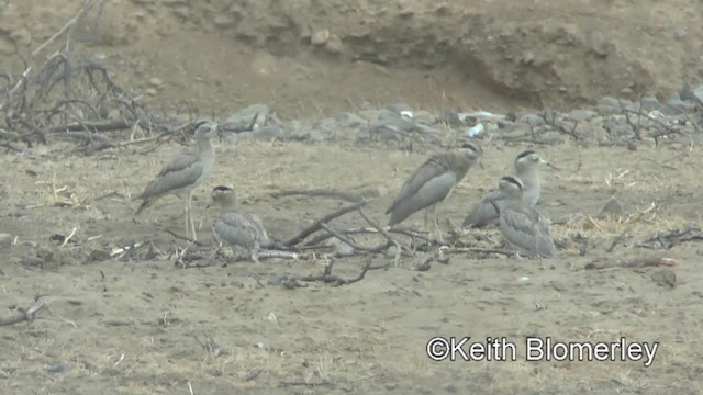 Peruvian Thick-knee - ML201039761