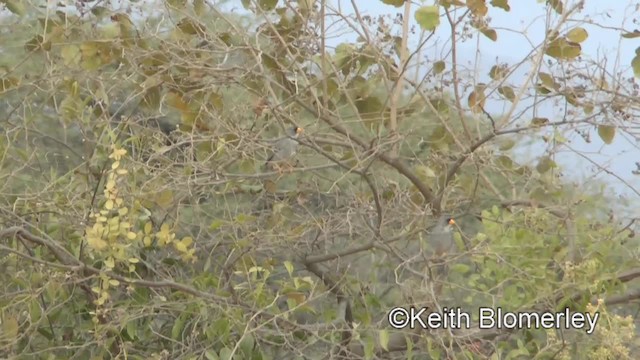 Cinereous Finch - ML201039771