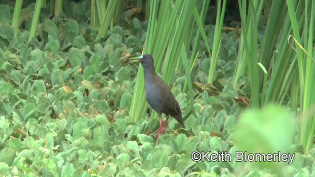 Plumbeous Rail - ML201039791